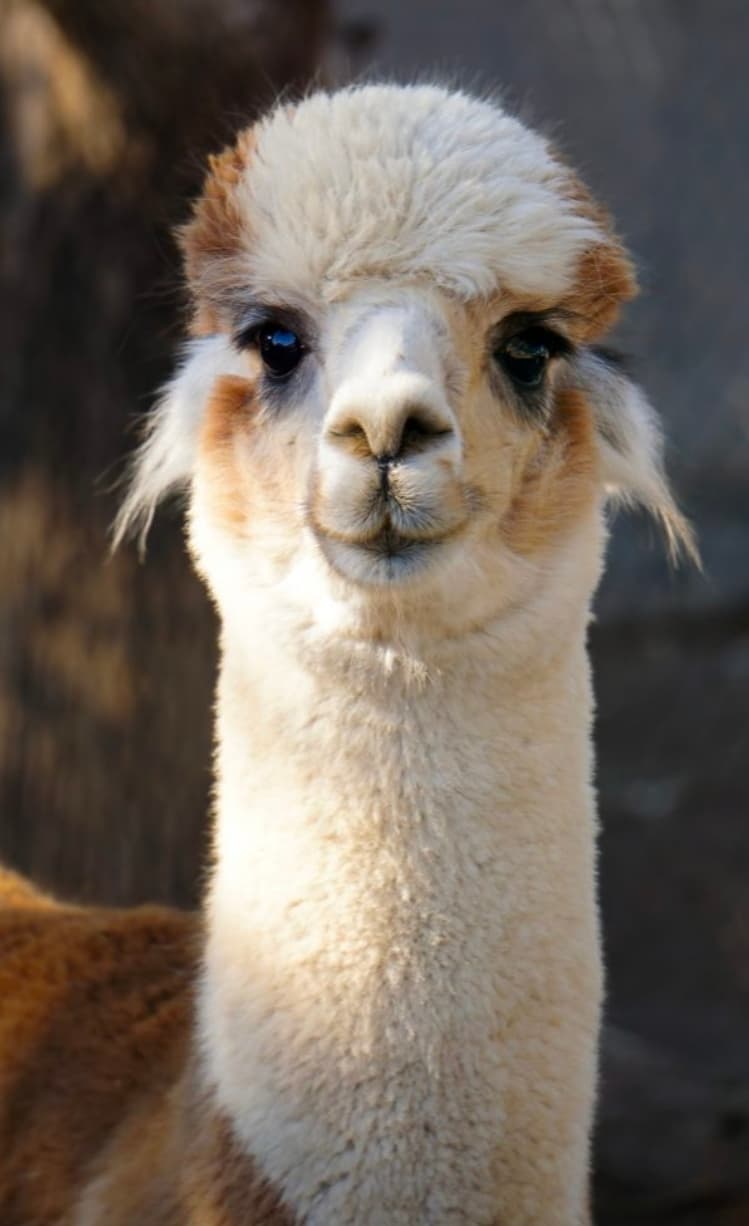 Llama